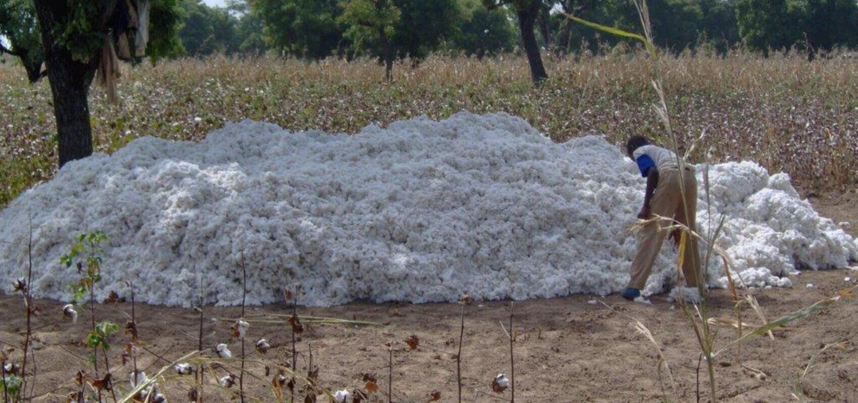 COTON GRAINE BORD CHAMP (1)