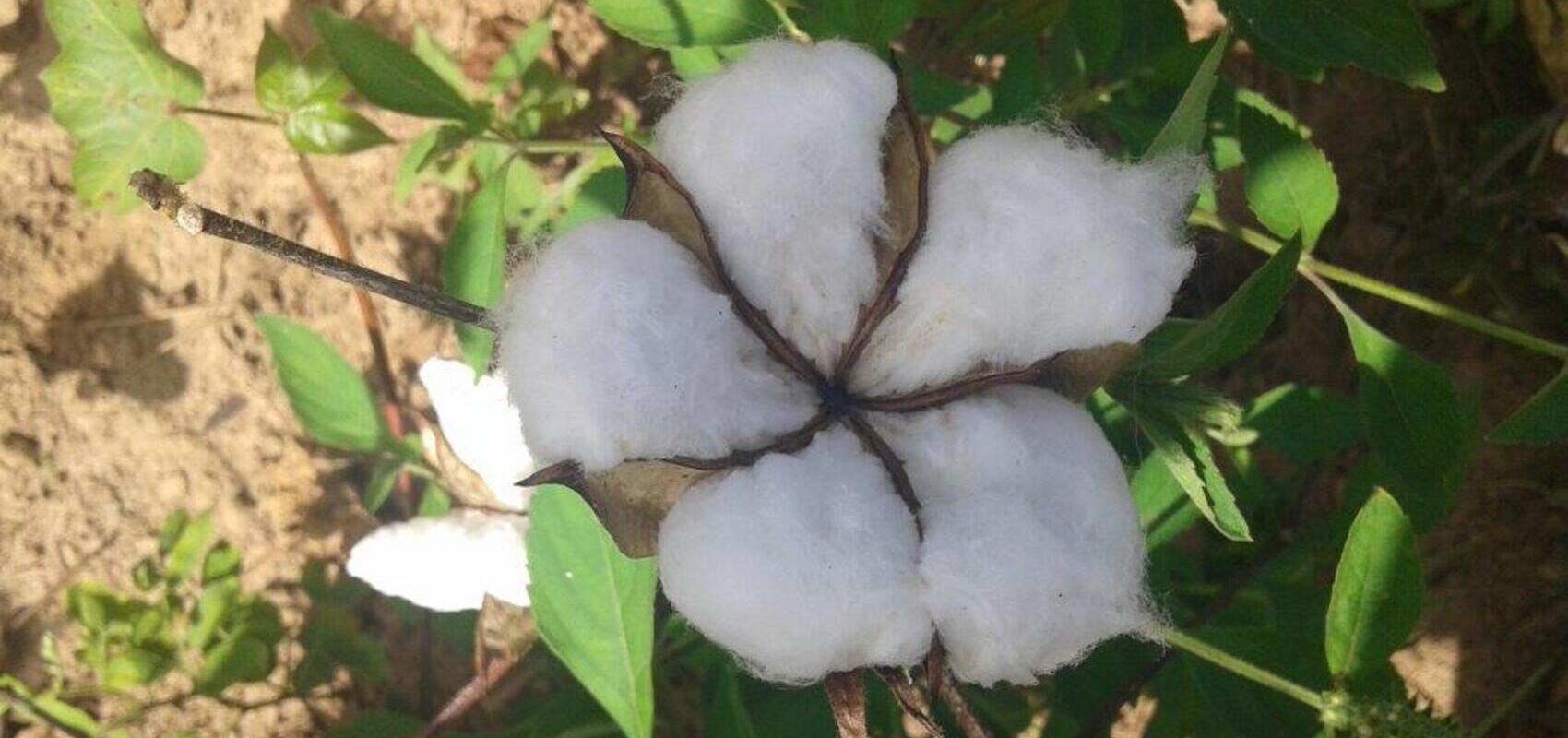 Capsules ouvertes (5)