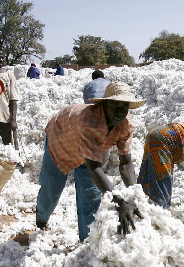 coton-2995-1306871 (1)